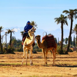 Luna de Miel – Excursión en Camello